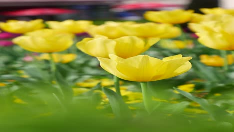 beautiful yellow tulips in a garden