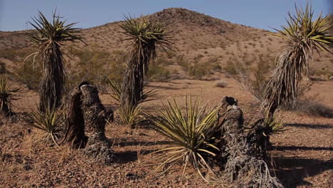 desert landscape with yucca trees