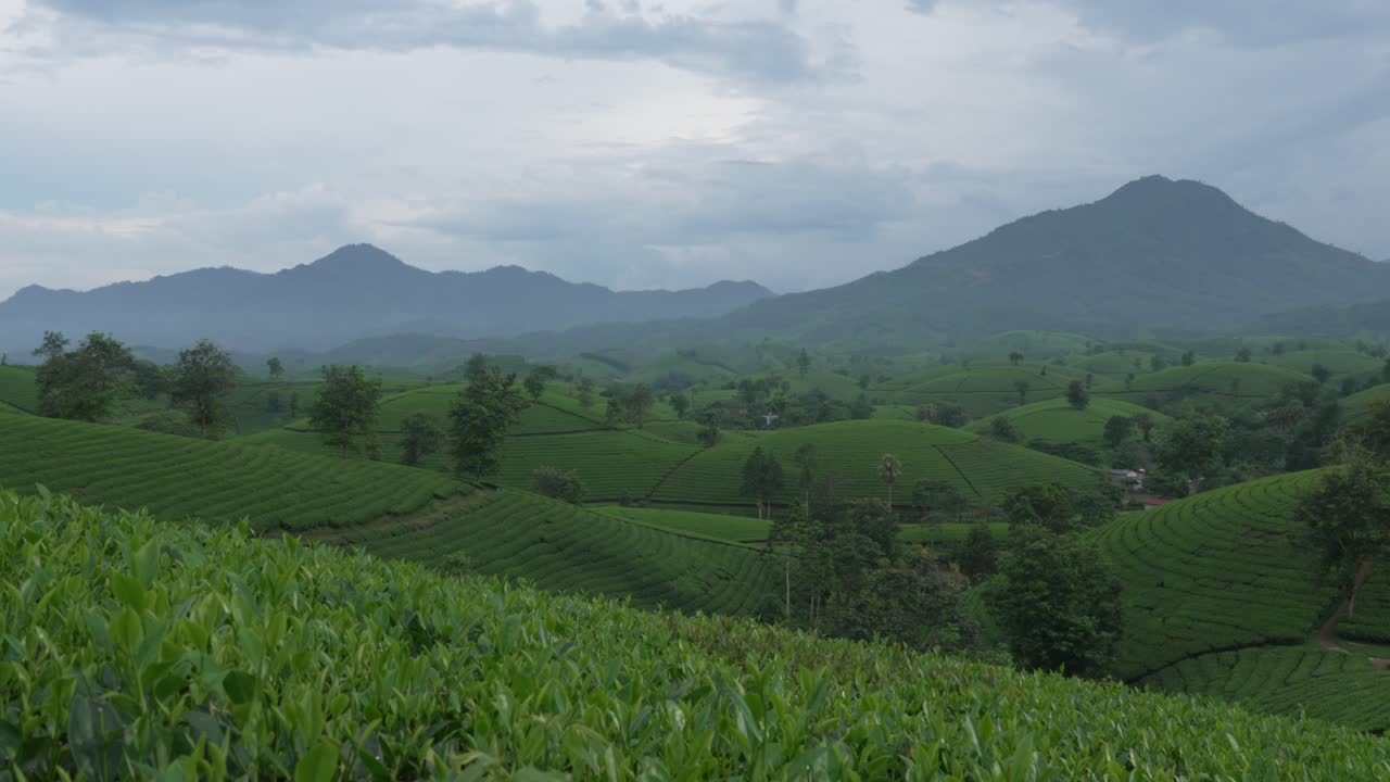 Green Tea plantation valley hills Long Coc VIetnam agriculture farming Phu Tho province