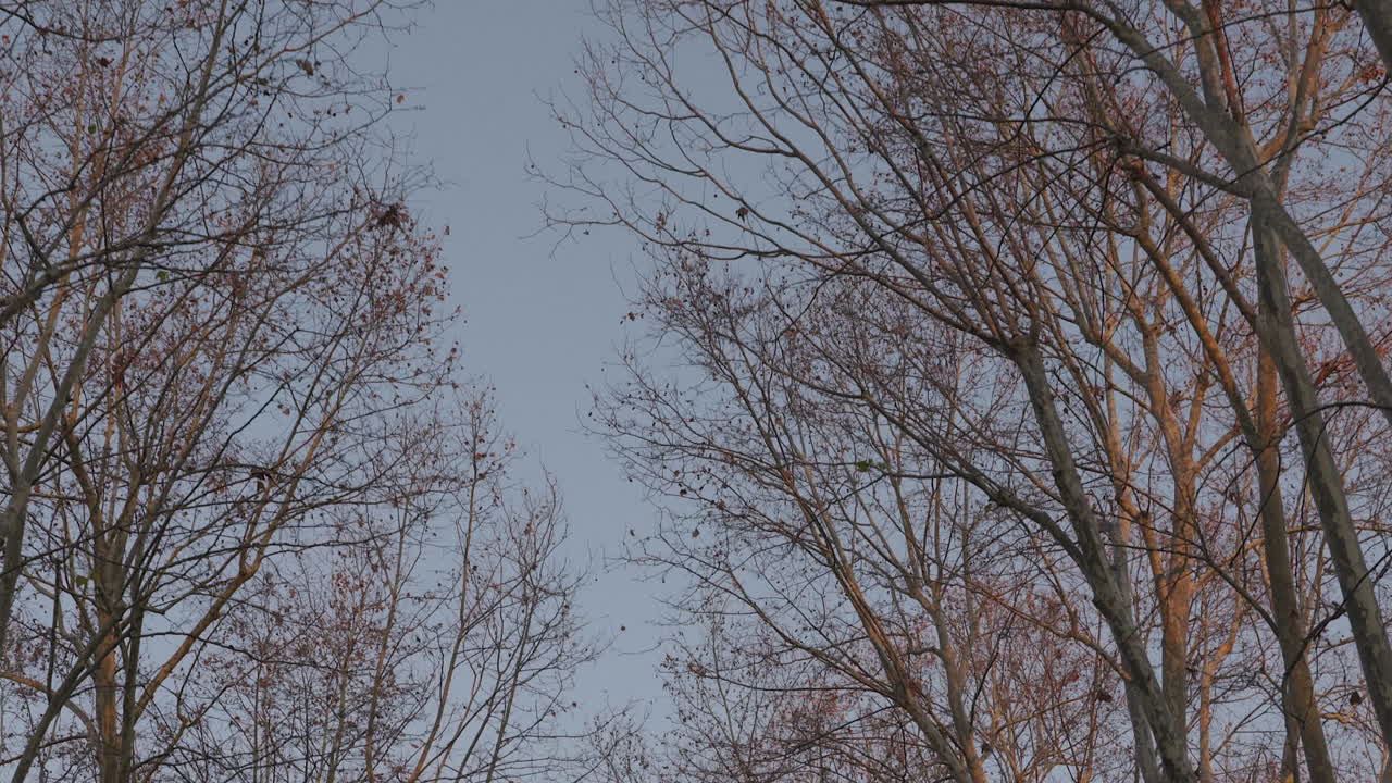 겨울의 나무 에서 여행하는 것