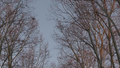 travelling under the winter trees