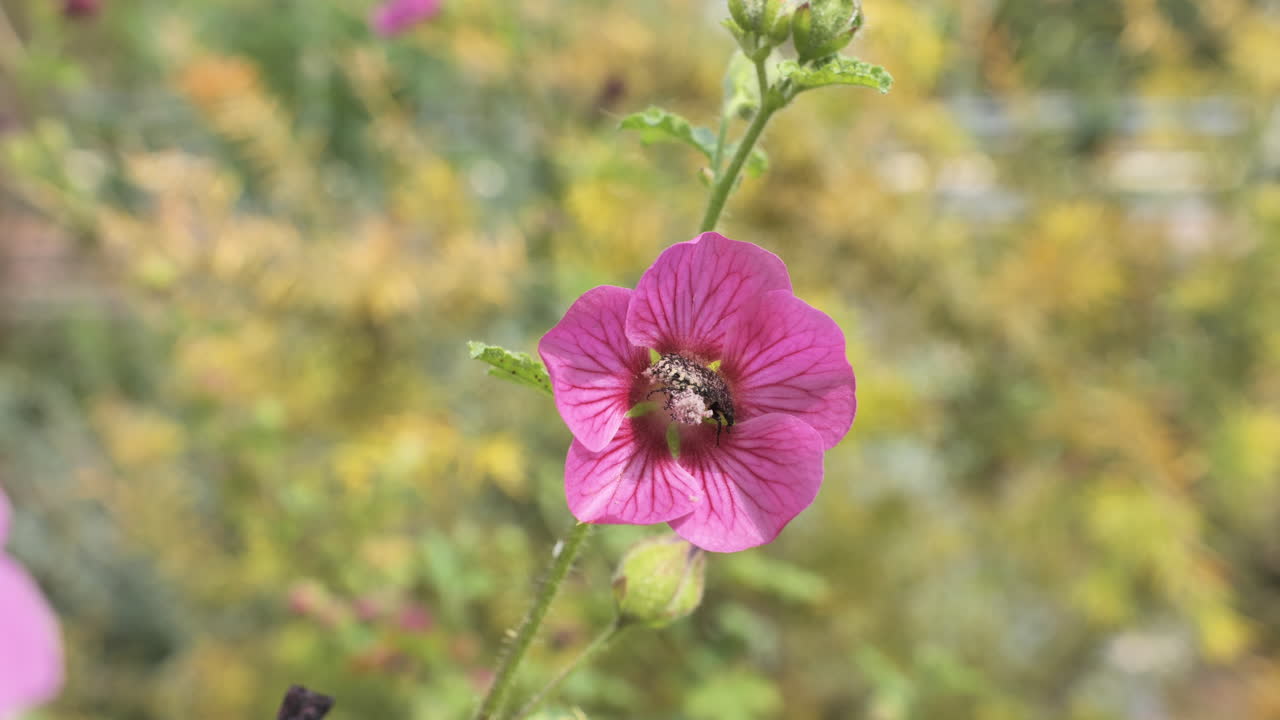 un insecto en una flor púrpura comiendo néctar primavera francia