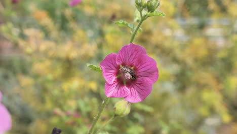Insekt-In-Einer-Violetten-Blume,-Die-Nektar-Frisst,-Frühling,-Frankreich