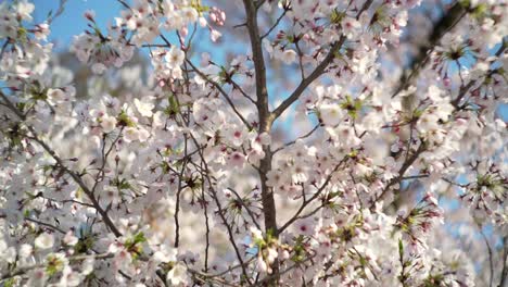 stunning sakura blossoms in kyoto, japan on a sunny day - closeup panning shot