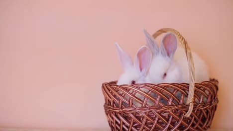 white rabbit is the easter symbol rabbits in the easter basket