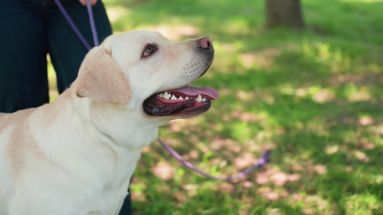 야외를 탐험하는 열정적인 반려동물, 활기찬 햇살 가득한 공원을 발견하며 즐거워하는 강아지, 생동감 넘치는 햇빛 아래 공원 풍경을 신나고 호기심 가득하게 탐색하는 활기찬 래브라도