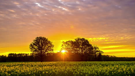 timelapse de una majestuosa puesta de sol naranja y un prado