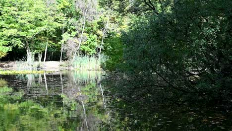 Pájaro-Dentro-De-&#39;el-Lago&#39;,-Epping,-Londres,-Reino-Unido