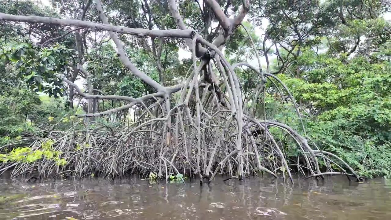 Vista a nivel del agua de grandes raíces aéreas de manglar a lo largo del río Preguiça en Maranhão, Brasil