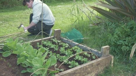 Young-man-chopping-stick-to-make-stake-for-growing-peas-stake