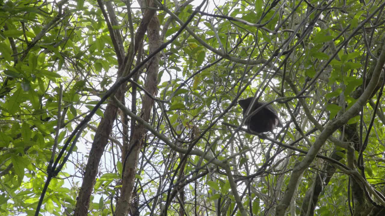 кака прыгает с ветки на ветку в зеландии, веллингтон, нз