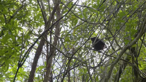 un kaka saltando de rama en rama en zealandia, wellington, nz