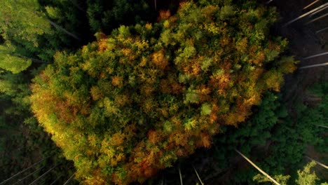 árboles-Recién-Plantados-En-Un-Claro-En-Medio-Del-Bosque