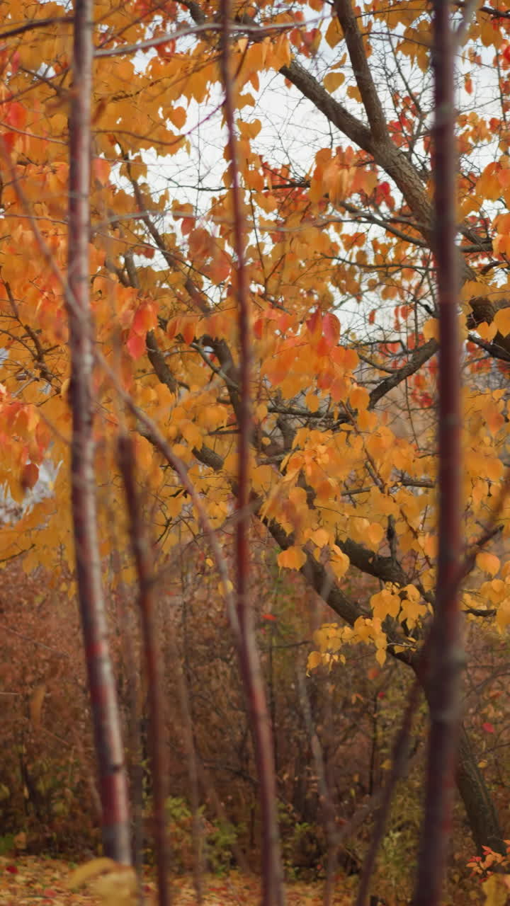 hojas doradas de otoño en detalles nítidos con un fondo borroso de un río lejano, tonos cálidos contrastan con el agua fría, creando una escena estacional pacífica llena de ricas texturas y natural