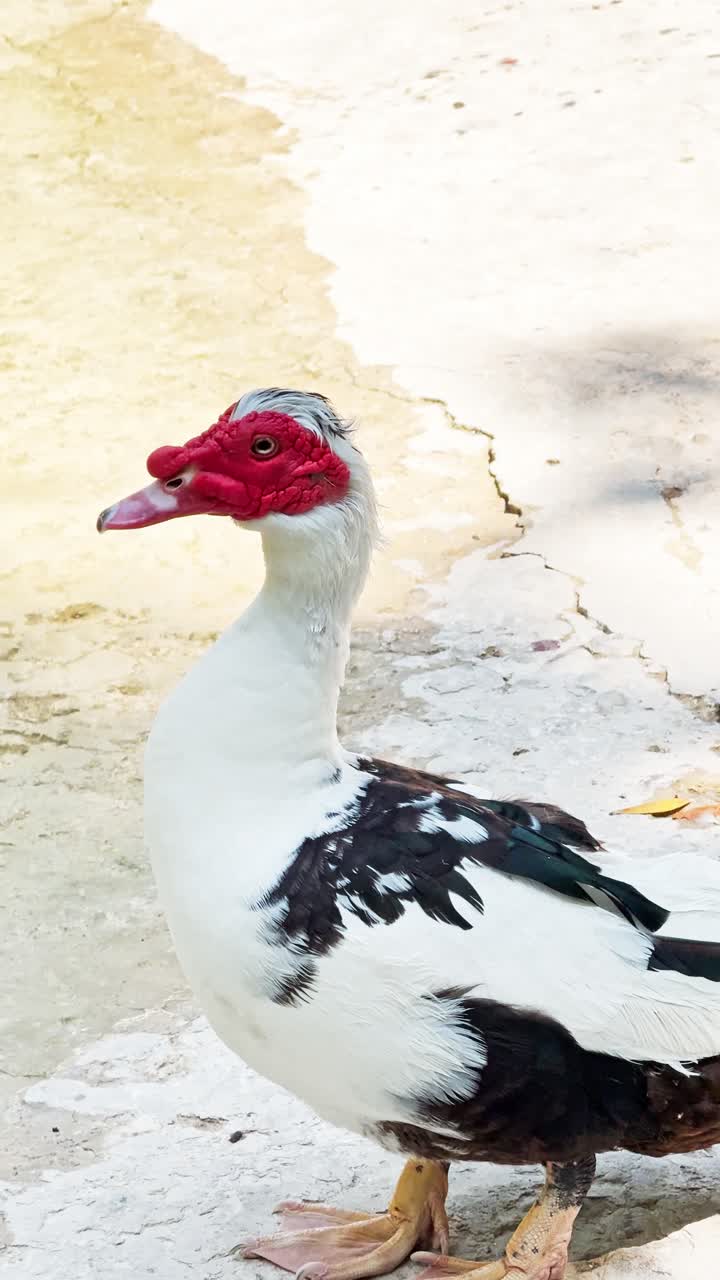Muscovy Duck and Pigeons Gathered by Pond in Athens Garden
