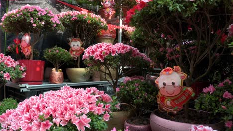 chinese new year theme flowers for sale seen at the flower market of hong kong during the preparations for the upcoming chinese lunar new year of the ox holidays