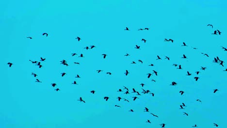 Silhouettes-Of-Migrating-Birds-Flying-Against-Blue-Sky---Low-Angle