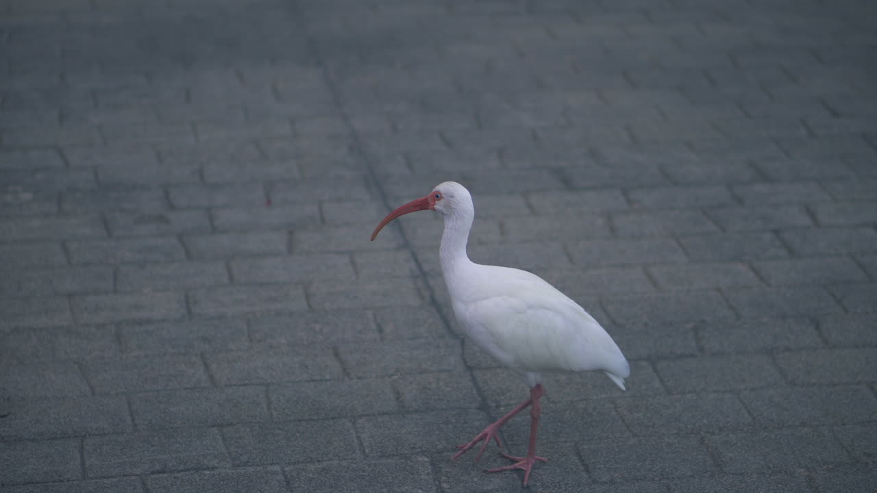 두루미 새가 즐겁게 걷고 있다