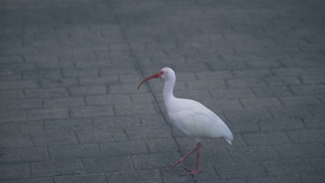 Kranichvogel,-Der-Glücklich-Hereinkommt