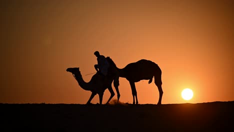 silueta contra el sol poniente, un beduino árabe con sus camellos en el vasto desierto árabe, emiratos árabes unidos