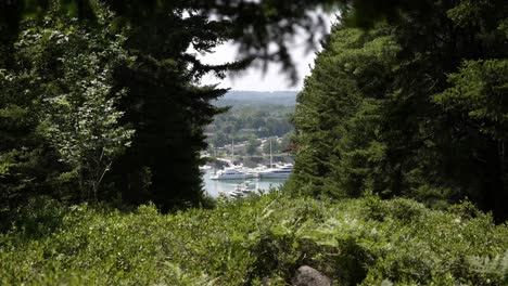 Tour-cruise-boats-docked-on-lake,-calm-serene-view-between-windy-trees