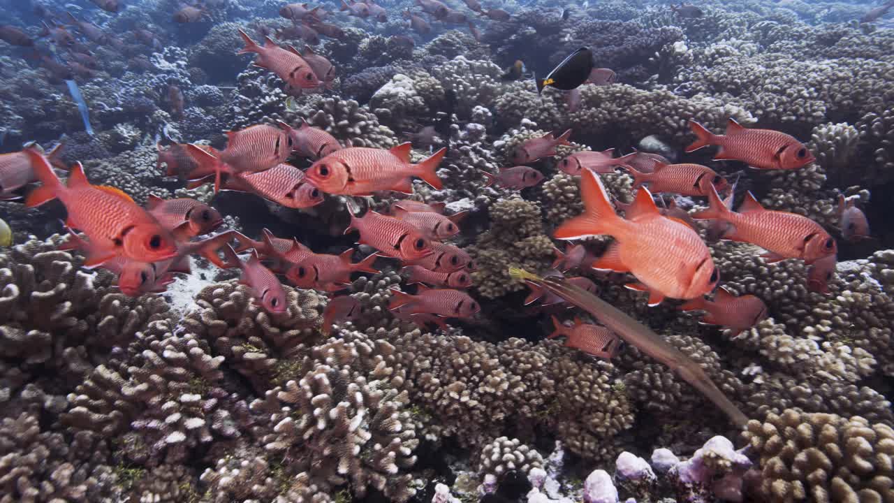 Pesce soldato rosso e pesce trombetta in acqua limpida su una barriera corallina tropicale, arcipelago delle Tuamotu, Polinesia francese