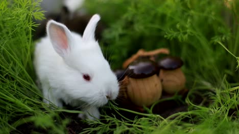 cute little rabbits on green grass, white little rabbit