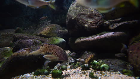 primer plano de un acuario místico con luces parpadeantes y peces pequeños nadando - prores 422