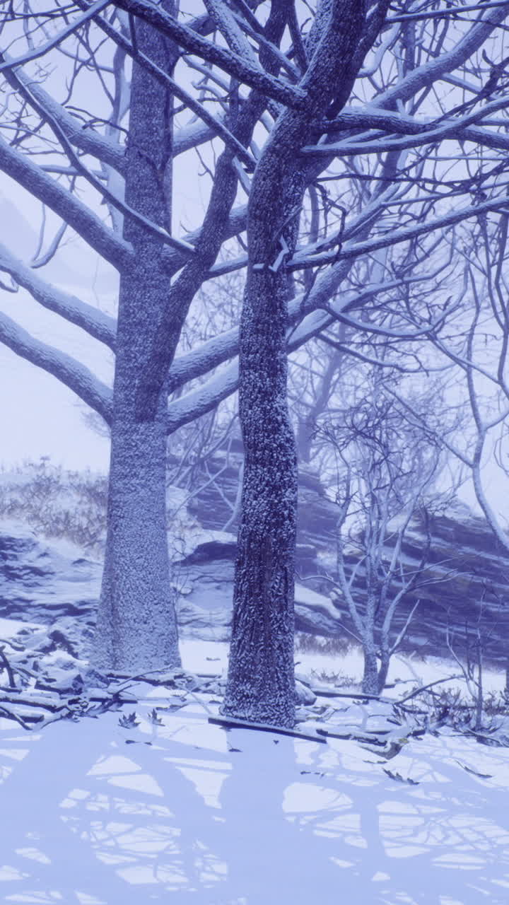 Vinterlandskap som viser nakne trær omgitt av fersk snøfall