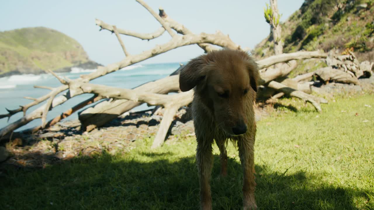 Brown dog relaxing in the garden with ocean beach in the background