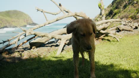 brown dog relaxing in the garden with ocean beach in the background