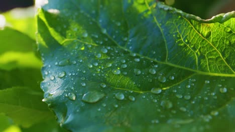 Close-up of a dewy leaf