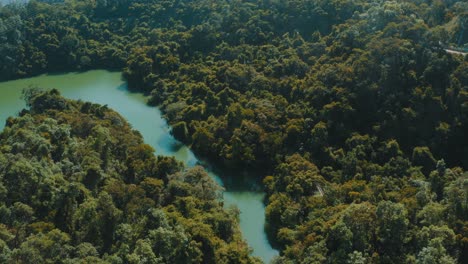 cinematic shot of a tropical forest with a river in the middle