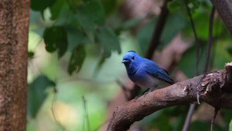 Die-Kamera-Zoomt-Heraus,-Während-Dieser-Vogel-Zwitschert-Und-Sich-Umsieht,-Schwarznackenmonarch-Oder-Schwarznacken-Blauschnäpper-Hypothymis-Azurea,-Männchen,-Thailand