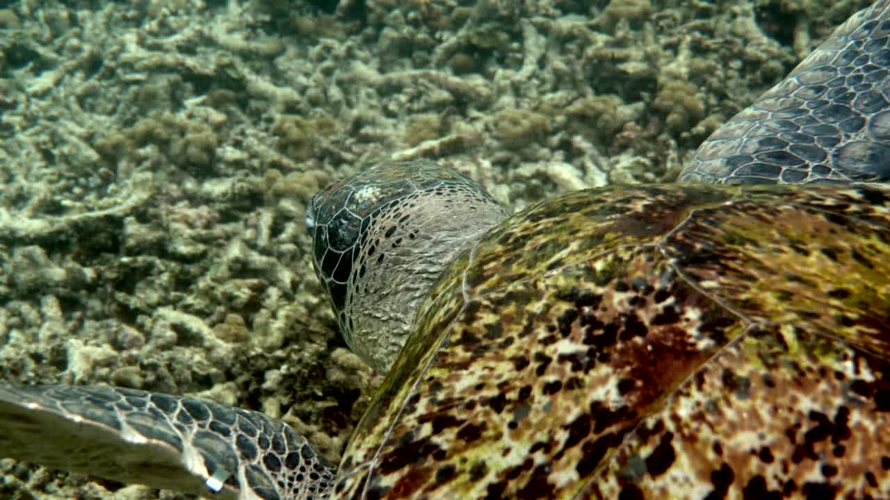 Primo piano della testa di una tartaruga marina verde. Video subacqueo di un'enorme tartaruga marina nella fauna selvatica dell'oceano profondo. Immersioni subacquee o snorkeling.