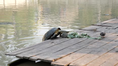 Tortuga-Subiendo-A-Una-Plataforma-De-Madera-Para-Llegar-A-La-Fuente-De-Alimento-Lechuga,-Tailandia