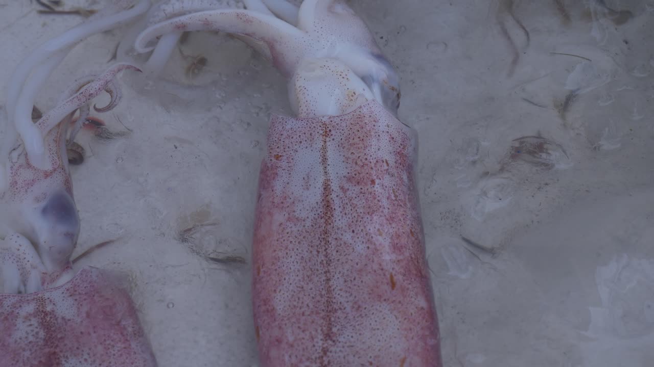 태국 스트리트 해산물 시장에서 판매되는 물에 신선한 생 오징어