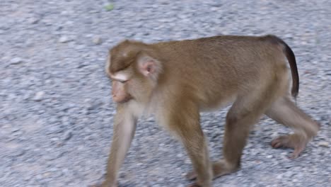 a monkey moves around, inspecting the ground.