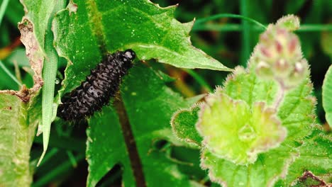 stable shots of black caterpillar eating green leaves of plant