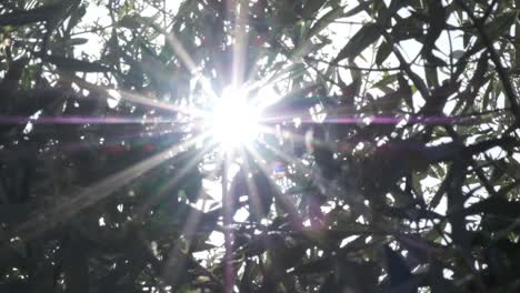 solar sun flares shining through olive tree foliage in a soft and dreamy way