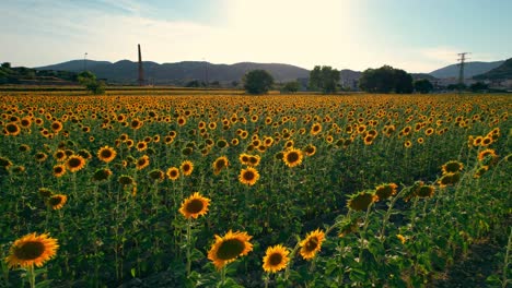 Drone-flies-over-sunflower-fields