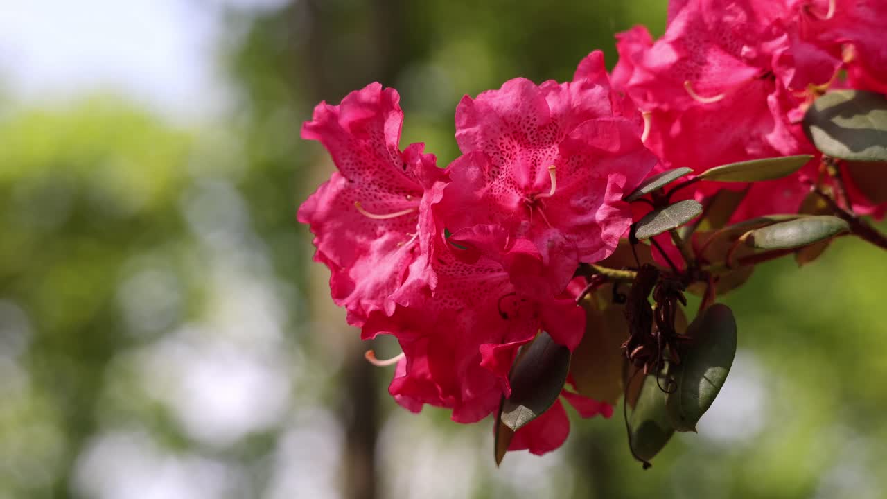A pink rhododendron flower with green leaves is in the foreground of a green background