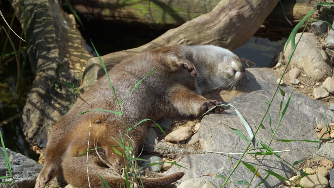 Lontra eurasiatica che dorme su una sponda rocciosa del fiume vicino a tronchi d'albero marci