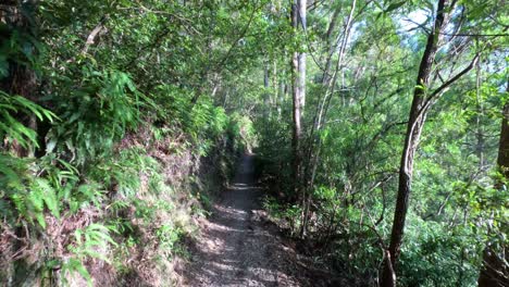 a serene walk through lush forest path