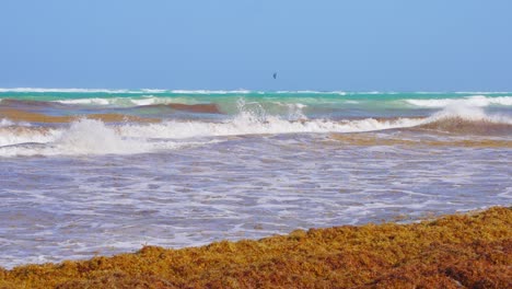 120fps-Super-Zeitlupenaufnahme-Von-Tropischen-Karibischen-Strandwellen-Mit-Seegrasalgen-Sargassum-Und-Klarem-Blauem-Himmel