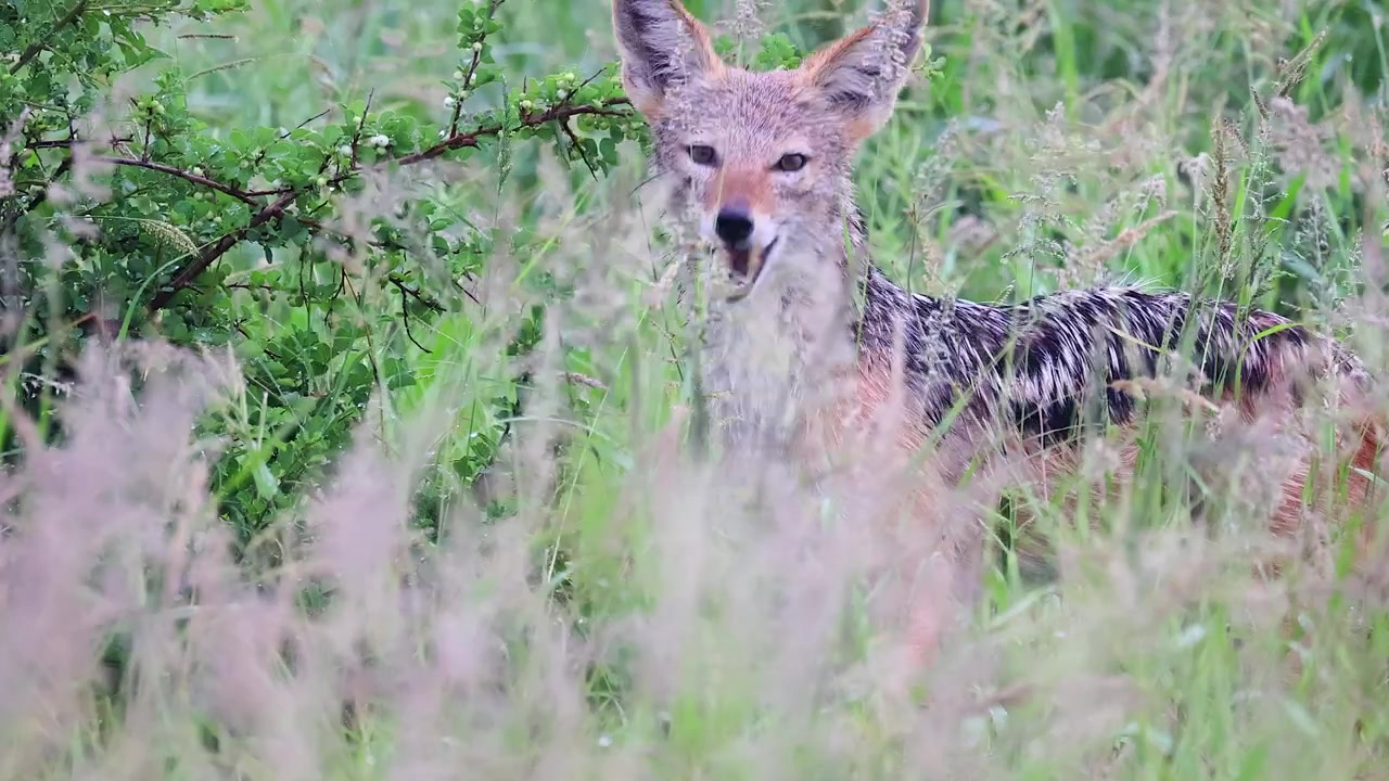 Een zwartrugjakhals eet witte bessen van een Bushweed-struik.