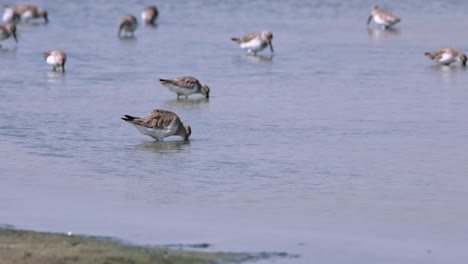 visto yendo a la izquierda en busca de alimento y girando para ir a la derecha, curlew sandpiper calidris ferruginea, tailandia