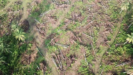 Abgestorbene-Ölpalmen-Auf-Der-Plantage-Werden-Abgeholzt.