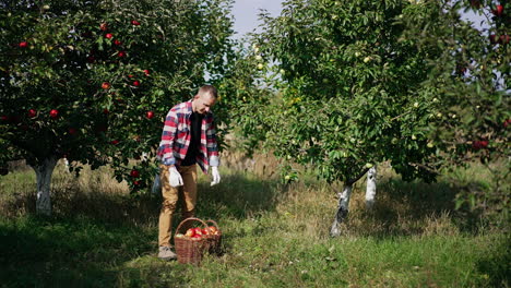 harvesting season in apple garden on beautiful sunny day. man in chequered shirt takes two full baskets of ripe fruit.