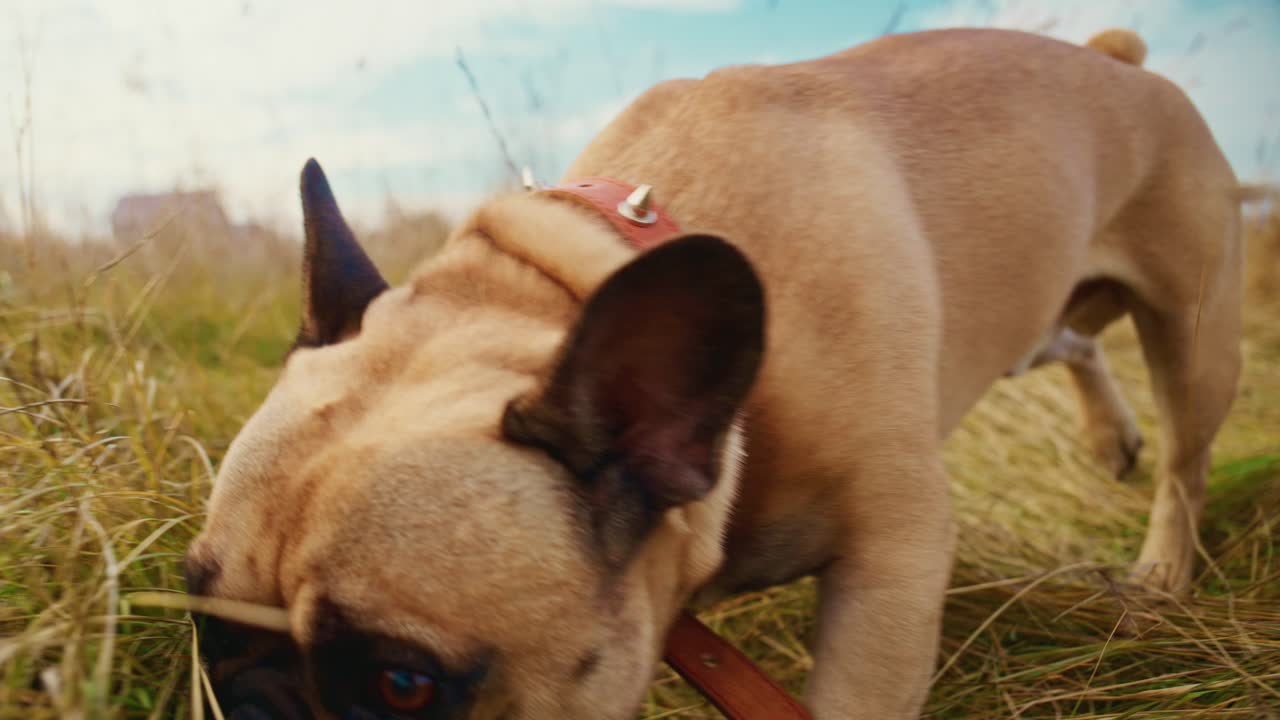 En leken hund utforsker gledelig et jorde fylt med gress, og viser nysgjerrighet og spenning i sine lekne bevegelser, med levende himmel og en følelse av frihet i omgivelsene